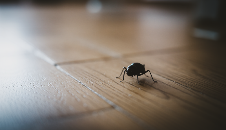Petit Insecte Noir Rond dans la Maison : Comment l'Identifier et s'en Débarrasser