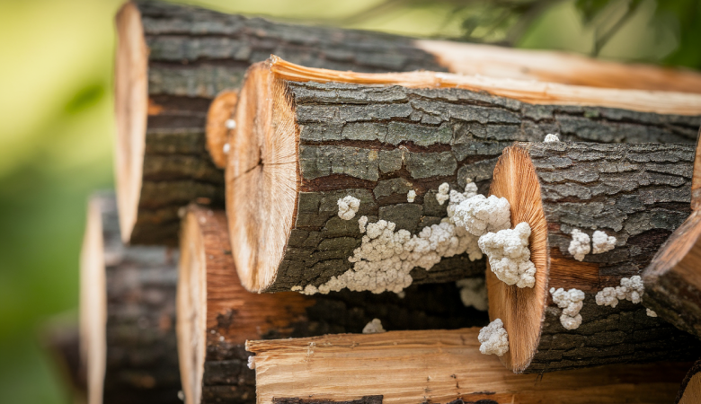 Mérule sur Bois de Chauffage : Comment la Détecter et s'en Protéger