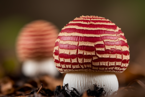 champignon-rouge-reseau-grosplan-foret