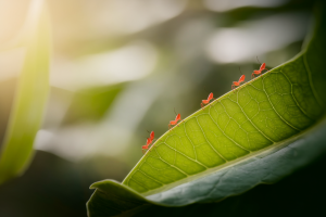 grosplan-insectes-rouges-feuille-verte