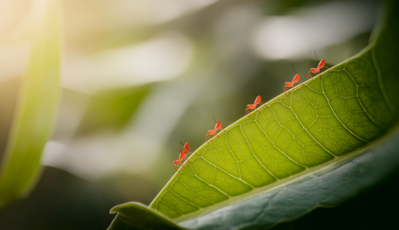 grosplan-insectes-rouges-feuille-verte