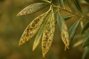 feuilles-olivier-maladie-discoloration-taches