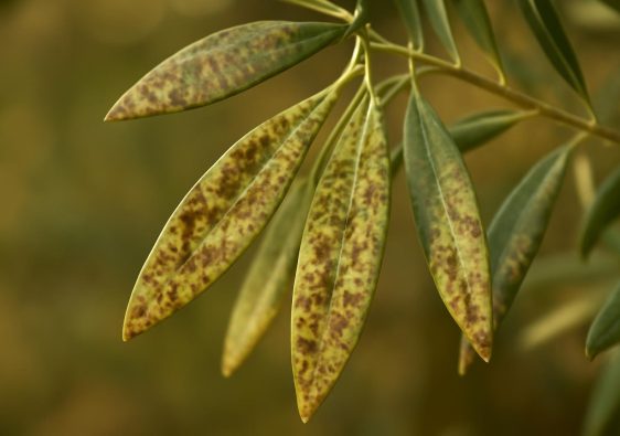 feuilles-olivier-maladie-discoloration-taches