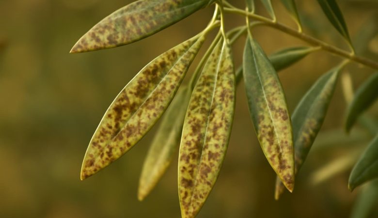 feuilles-olivier-maladie-discoloration-taches