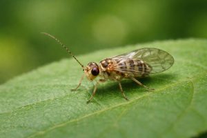psocoptere-feuille-verte-arriere-plan-flou