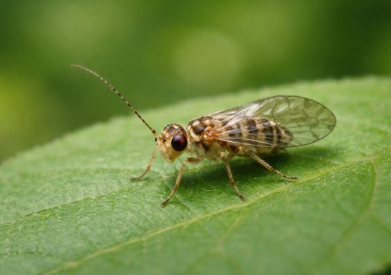 psocoptere-feuille-verte-arriere-plan-flou