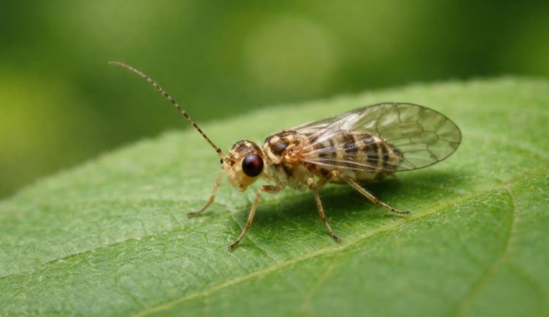 psocoptere-feuille-verte-arriere-plan-flou