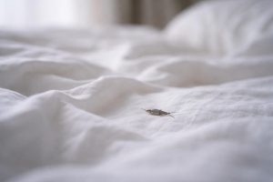 draps-blancs-poisson-argent