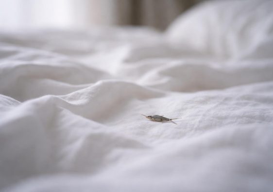 draps-blancs-poisson-argent