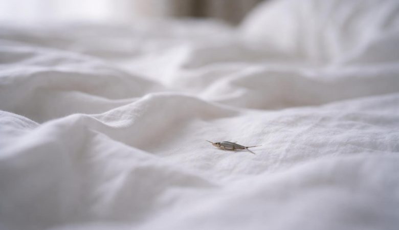 draps-blancs-poisson-argent