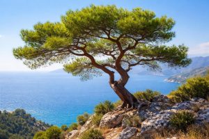 pin-alep-colline-rocheuse-mer-mediterranee