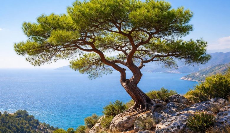 pin-alep-colline-rocheuse-mer-mediterranee